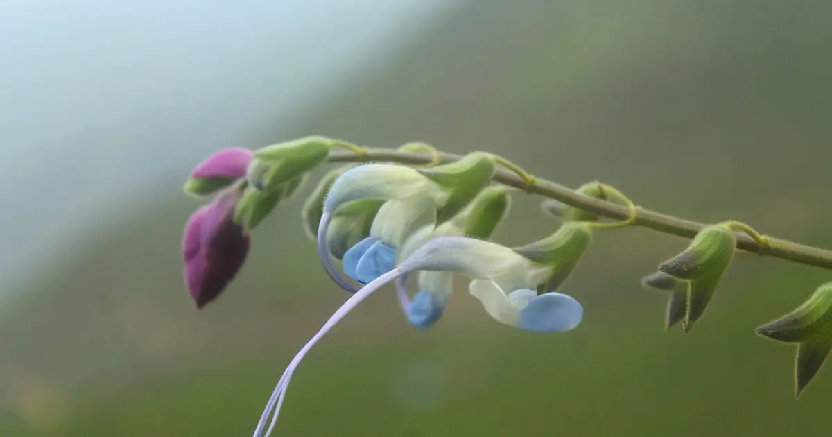 El fenómeno Messi no tiene techo: descubren una nueva especie vegetal en Perú y la bautizan en su honor